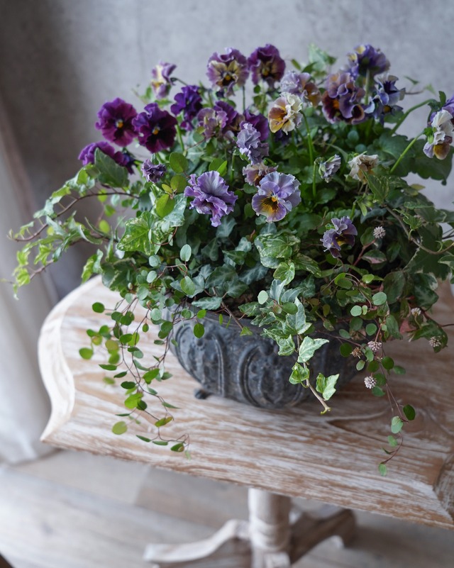 【送料込み・植え込み】紫〜ニュアンスラベンダーのフリルビオラの寄せ植え