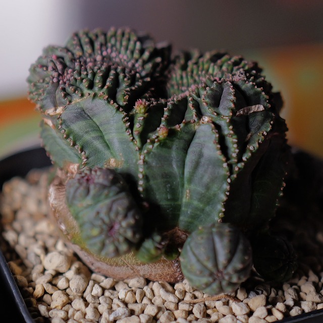 【超厳選株】大株 親株最大幅 約6.6cm 仔吹き 円扇綴化 オベサ / ユーフォルビア