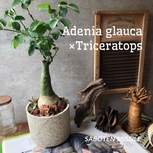 Adenia glauca ×Triceratops