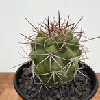Copiapoa alticostata【コピアポア・アルチコスタータ・実生】