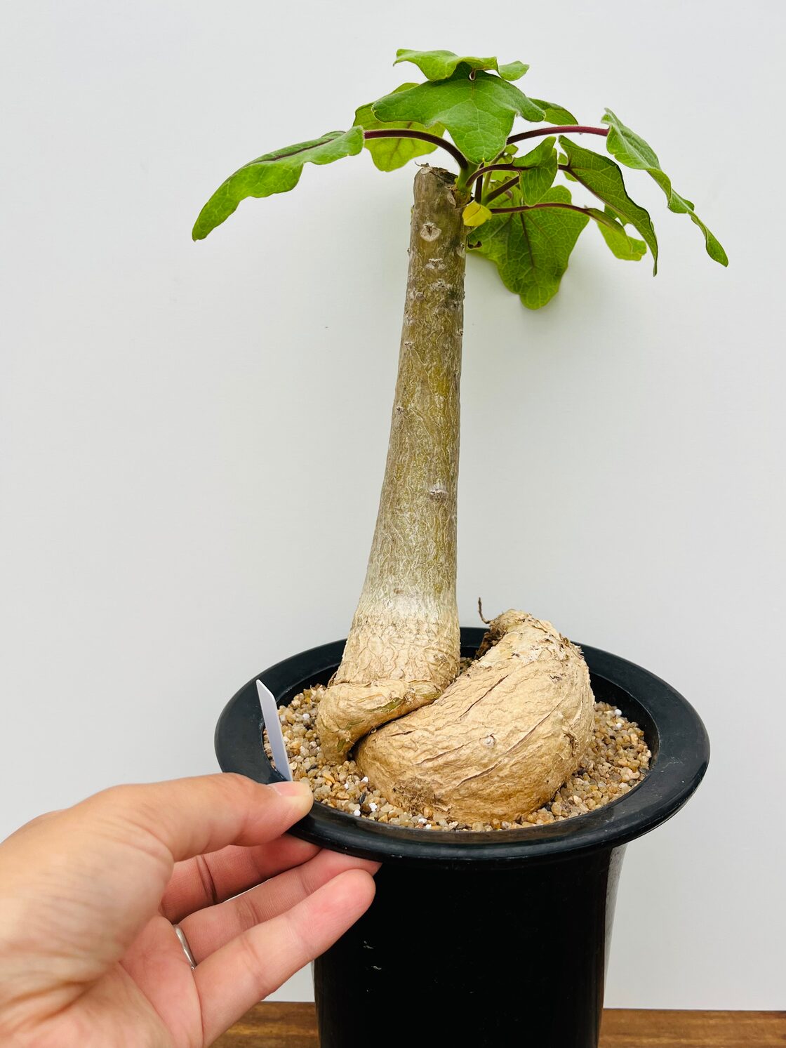 Uncarina grandidieri ウンカリーナ グランディディエリ 多肉植物 塊根 