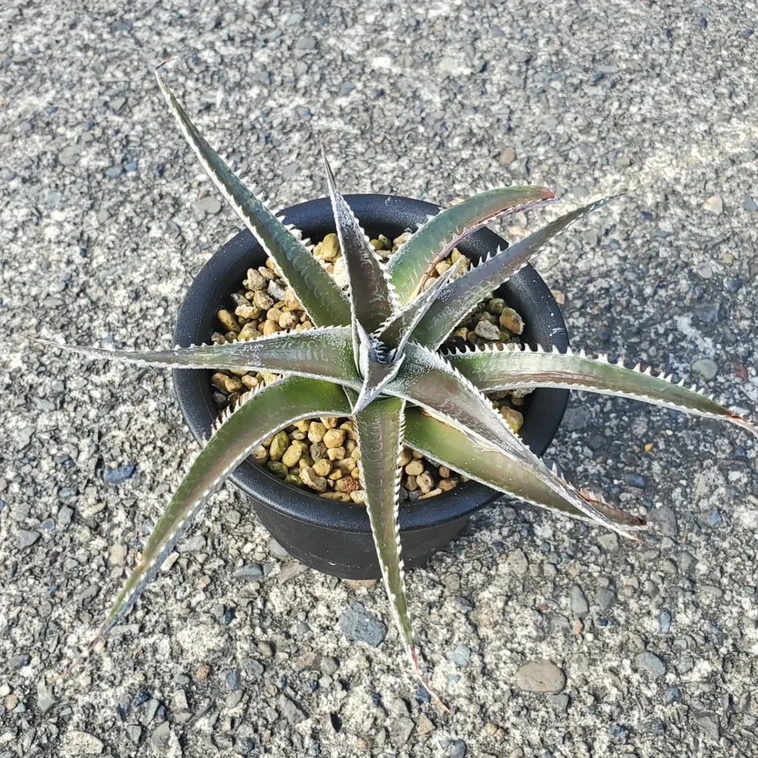 抜き苗✨レア♥️蜜桃プリン✕Prodidity✨ 直輸入 – Page 135 – 多肉植物の通販・販売サイト tawawa