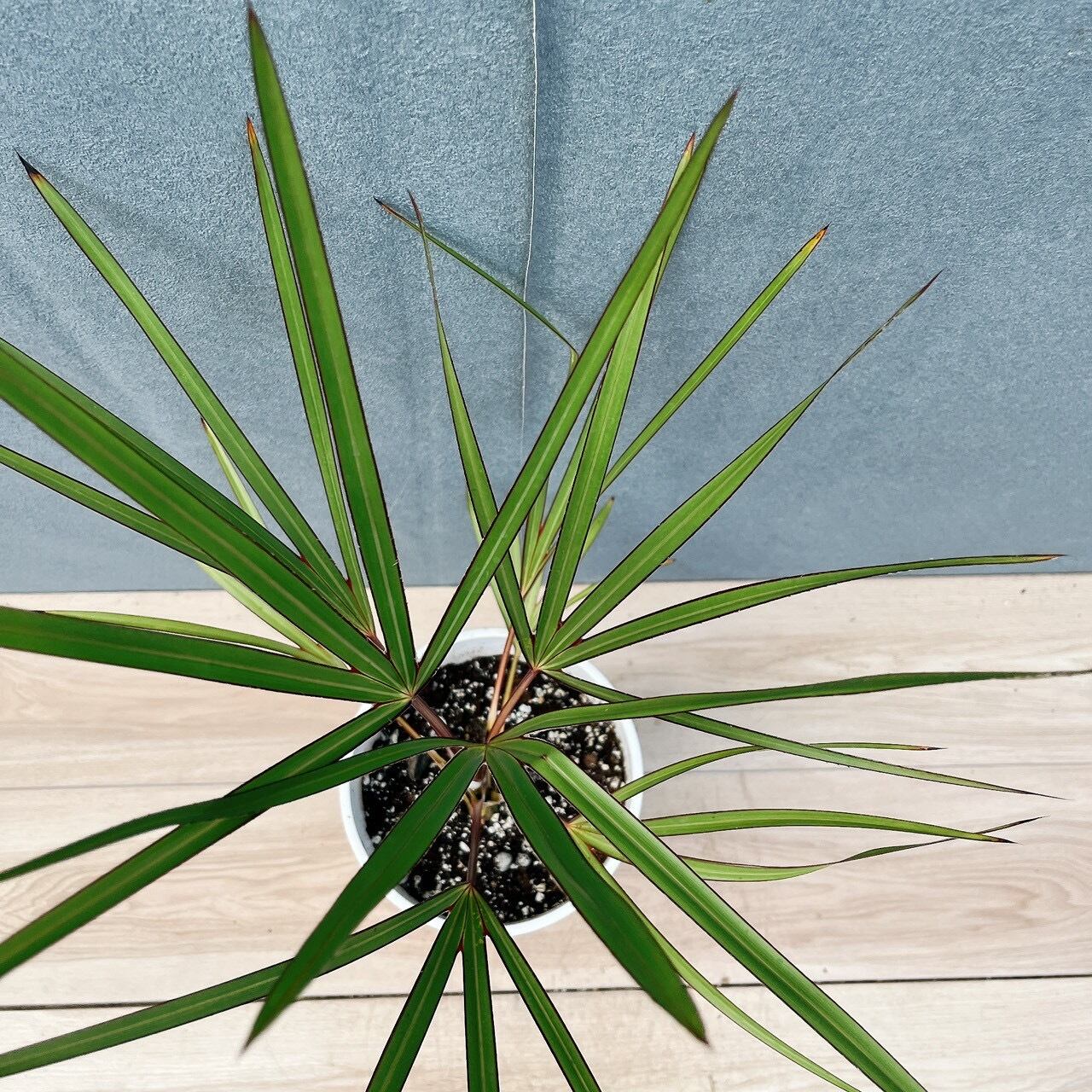 現品］【希少】K ラタニアレッド 6号 ヤシ 観葉植物 レア おしゃれ