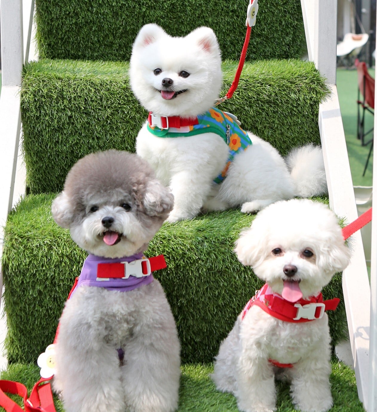 予約【ITS DOG】Ice Poppong Cool Harness《VintageFlower》 | haneulpet