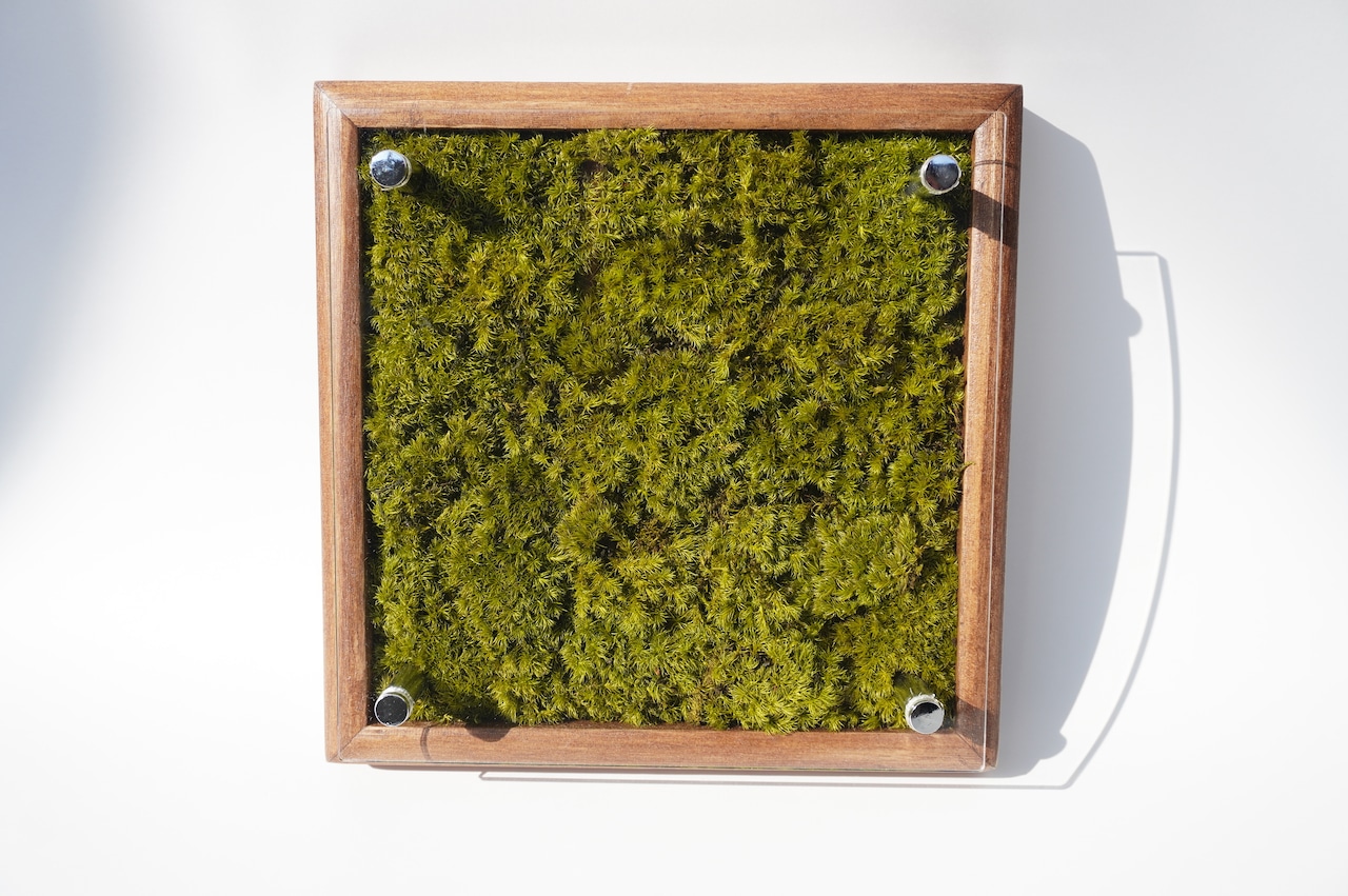 Interior Preserved Moss Frame 【名入れ・メッセージのオーダー可能】