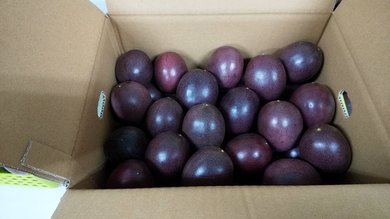 お試しにも！リンゴのようなフルーツ！！沖縄産インドナツメかわいい