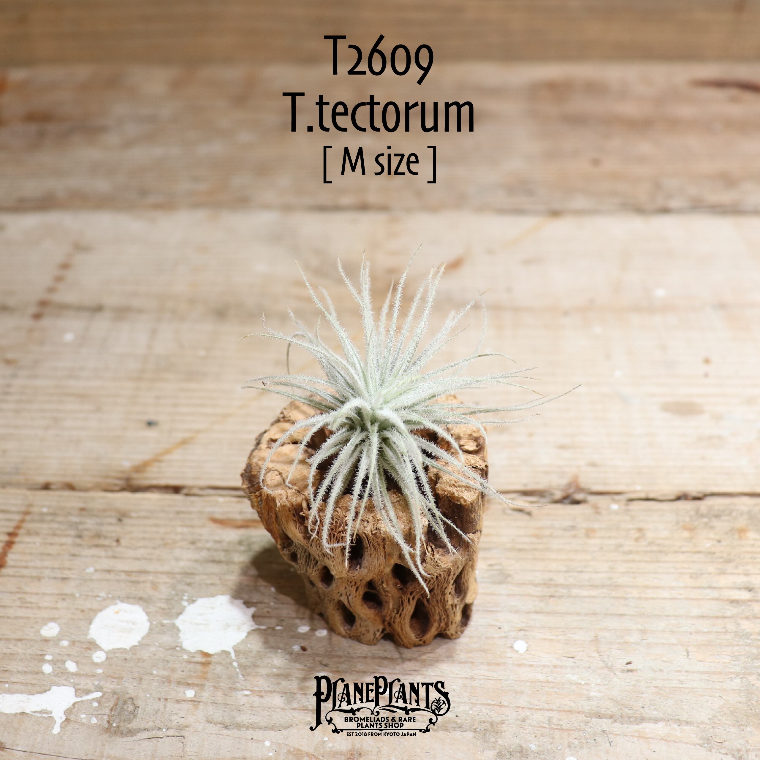 【送料無料】テクトラム M〔エアプランツ〕現品発送T2609