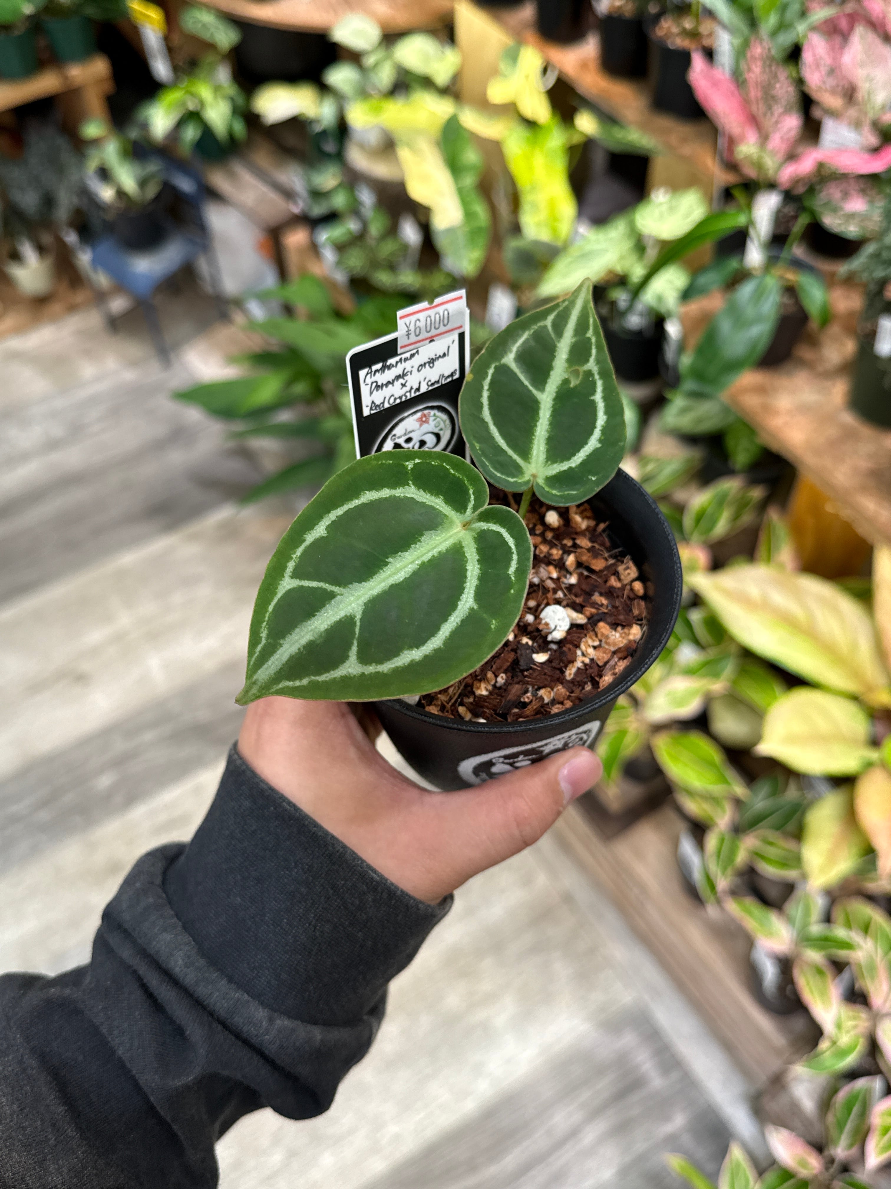 【半額処分】69 希少 炎（老木の山シャクヤク、花芽アリ） A. 'Dorayaki original' x 'Red crystal' seedlings | Gardenえん