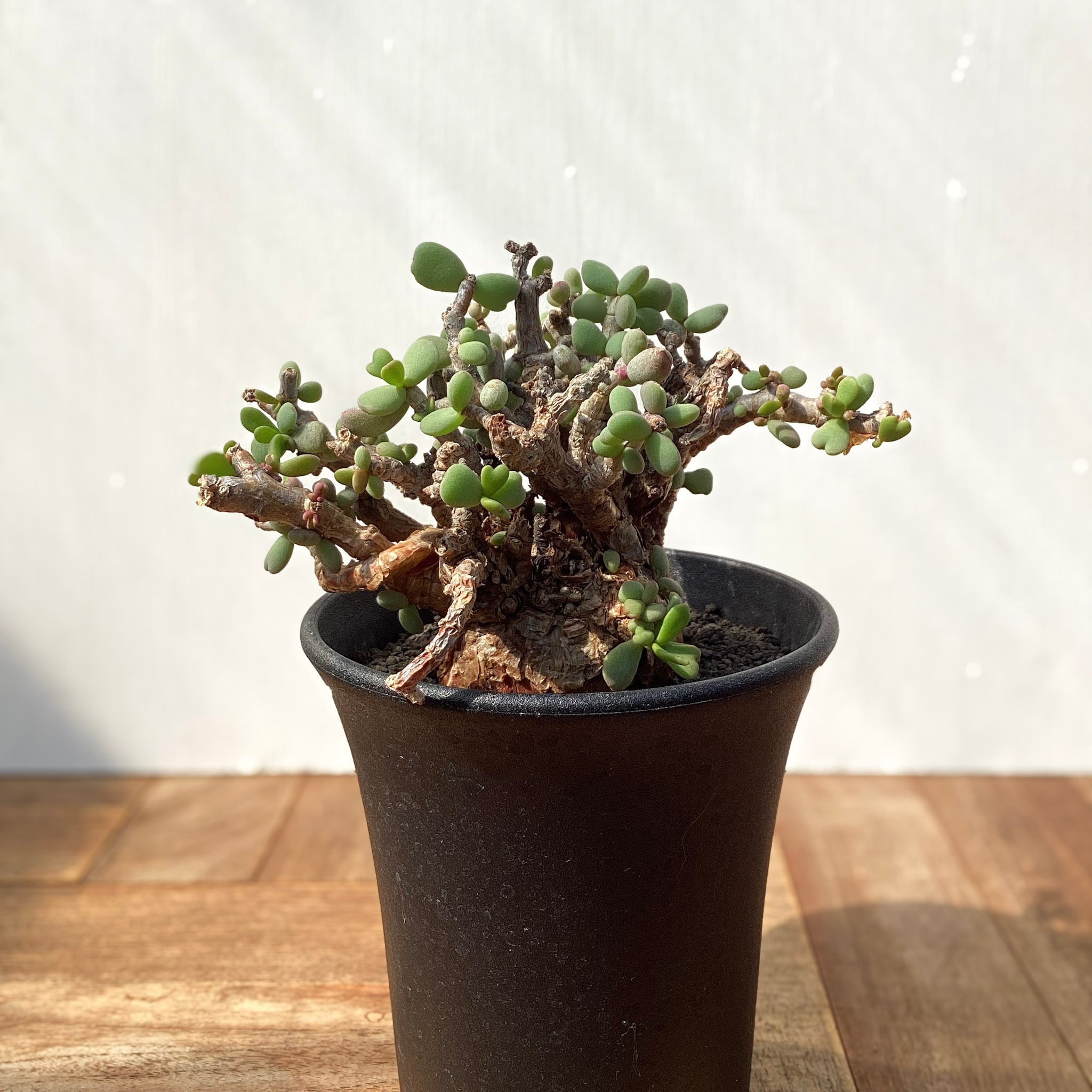 5011 「塊根植物」ペラルゴニウム ロバツム 植え【Pelargonium lobatum