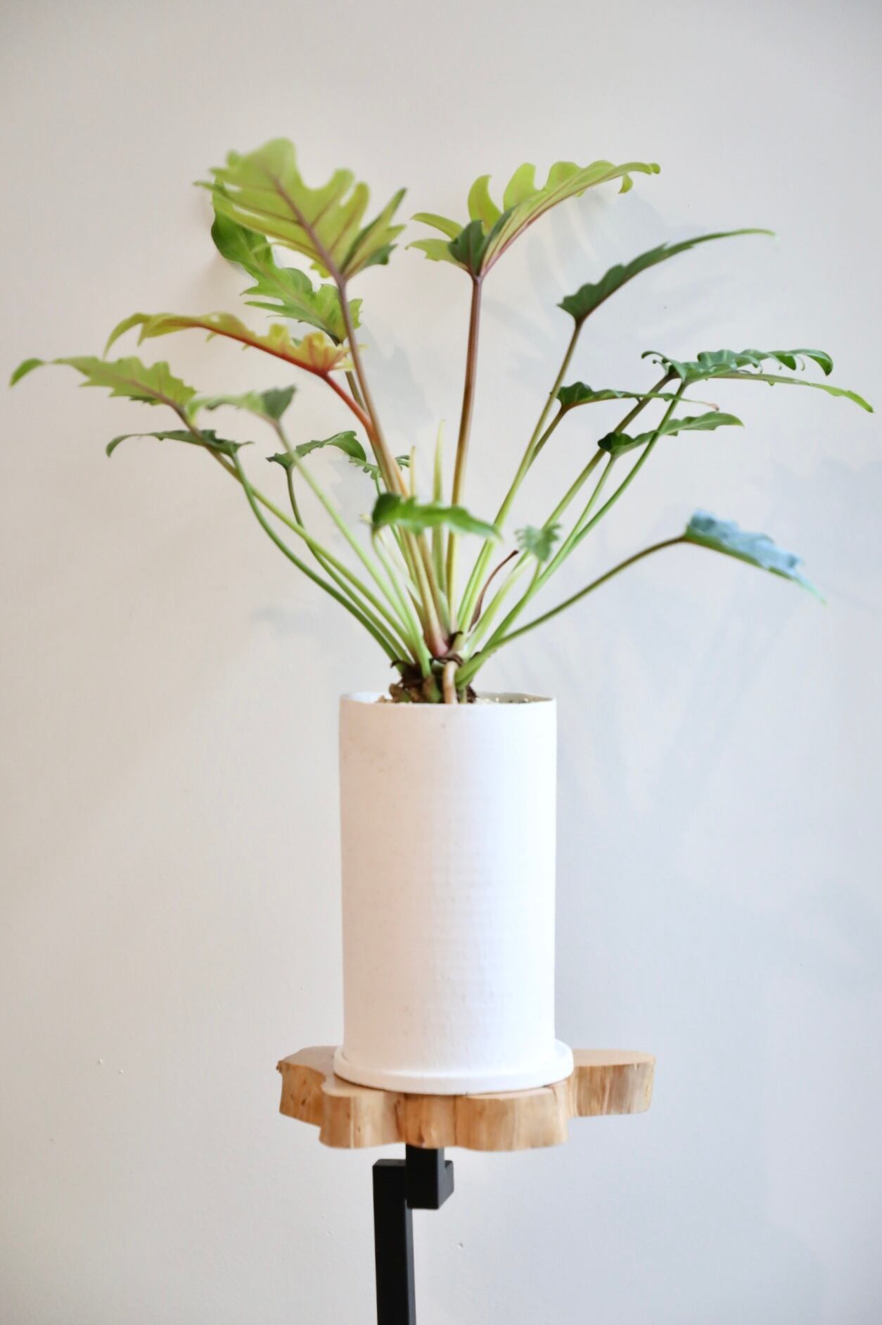 M】クッカバラ ライム/Philodendron kookaburra Lime ※陶器鉢付き