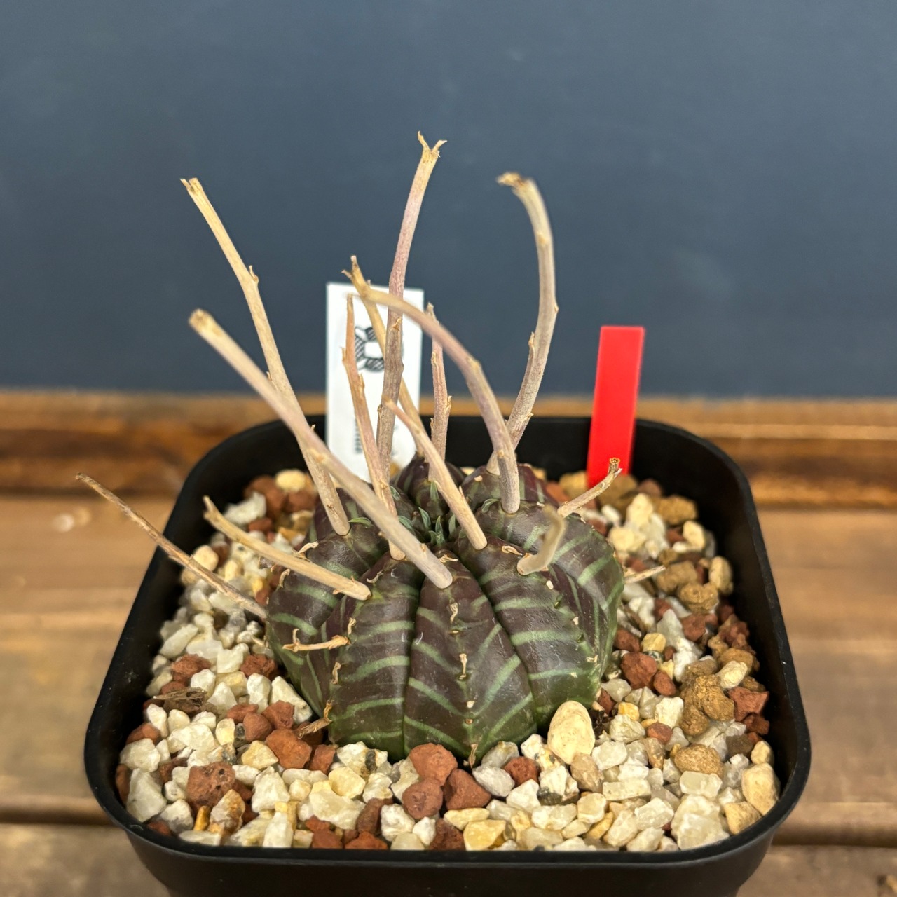 ユーフォルビア　バリダ【780】