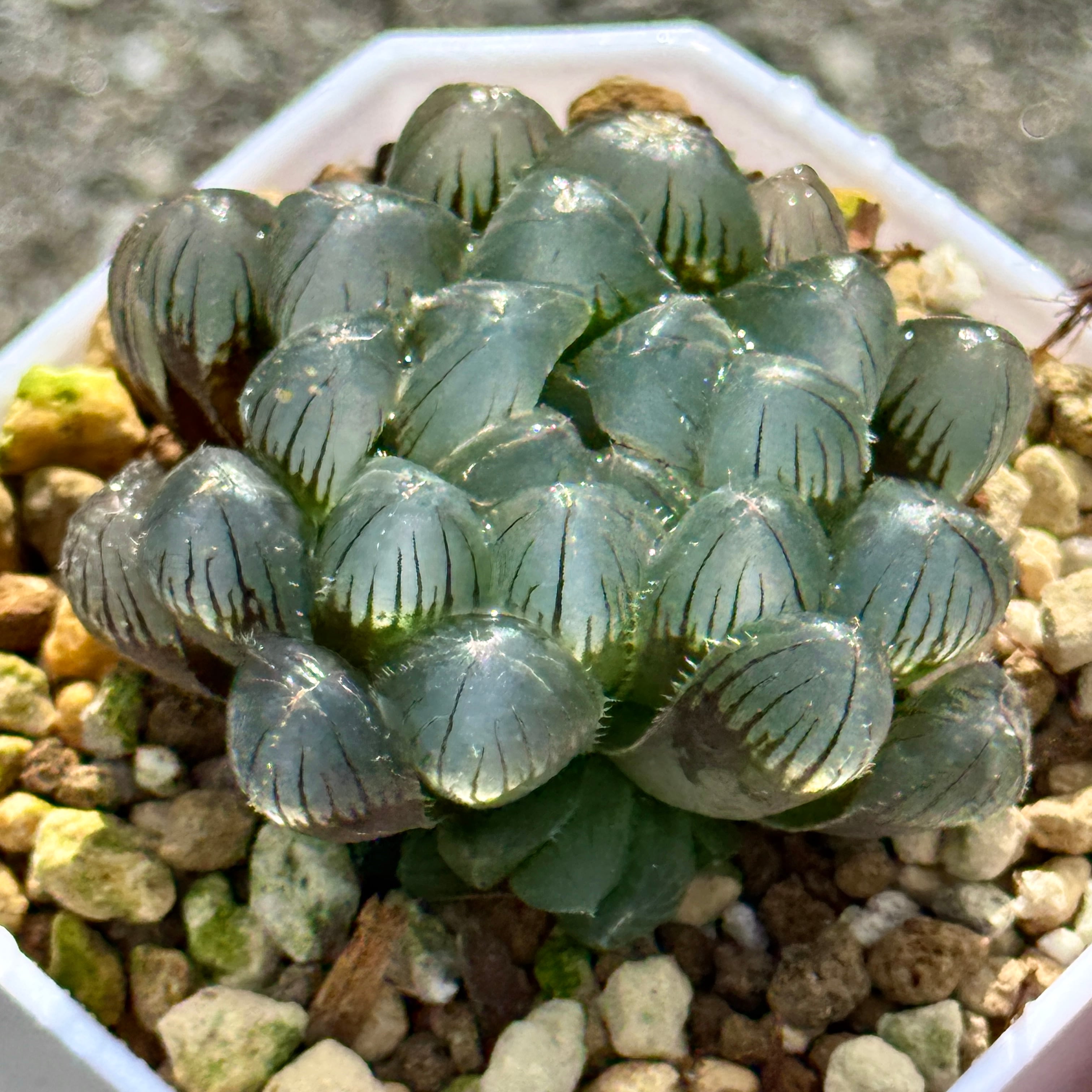 珍しいハオ楽園