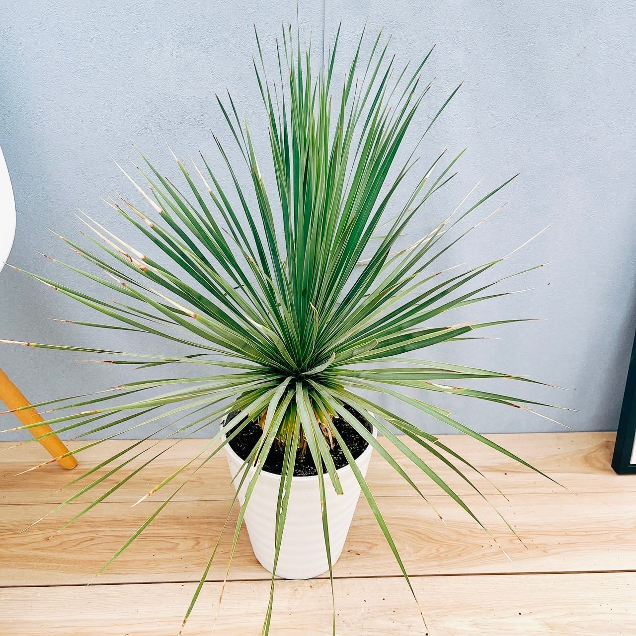 在庫］ユッカ ロストラータ サファイアスカイズ 8号 観葉植物 レア