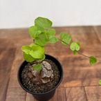 Dioscorea elephantipes【亀甲竜】