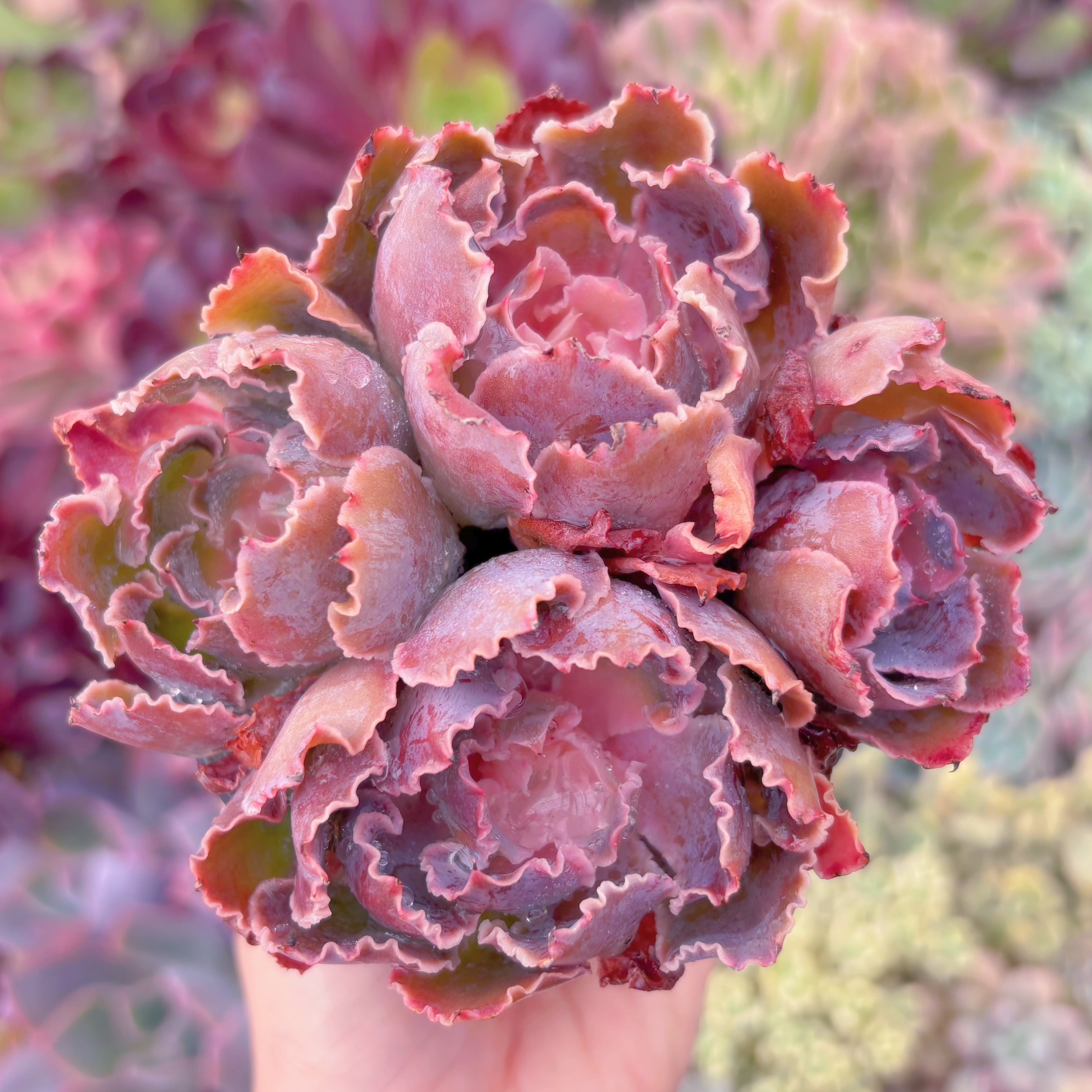 現品　シャビアナ#C58　群生　るる農園