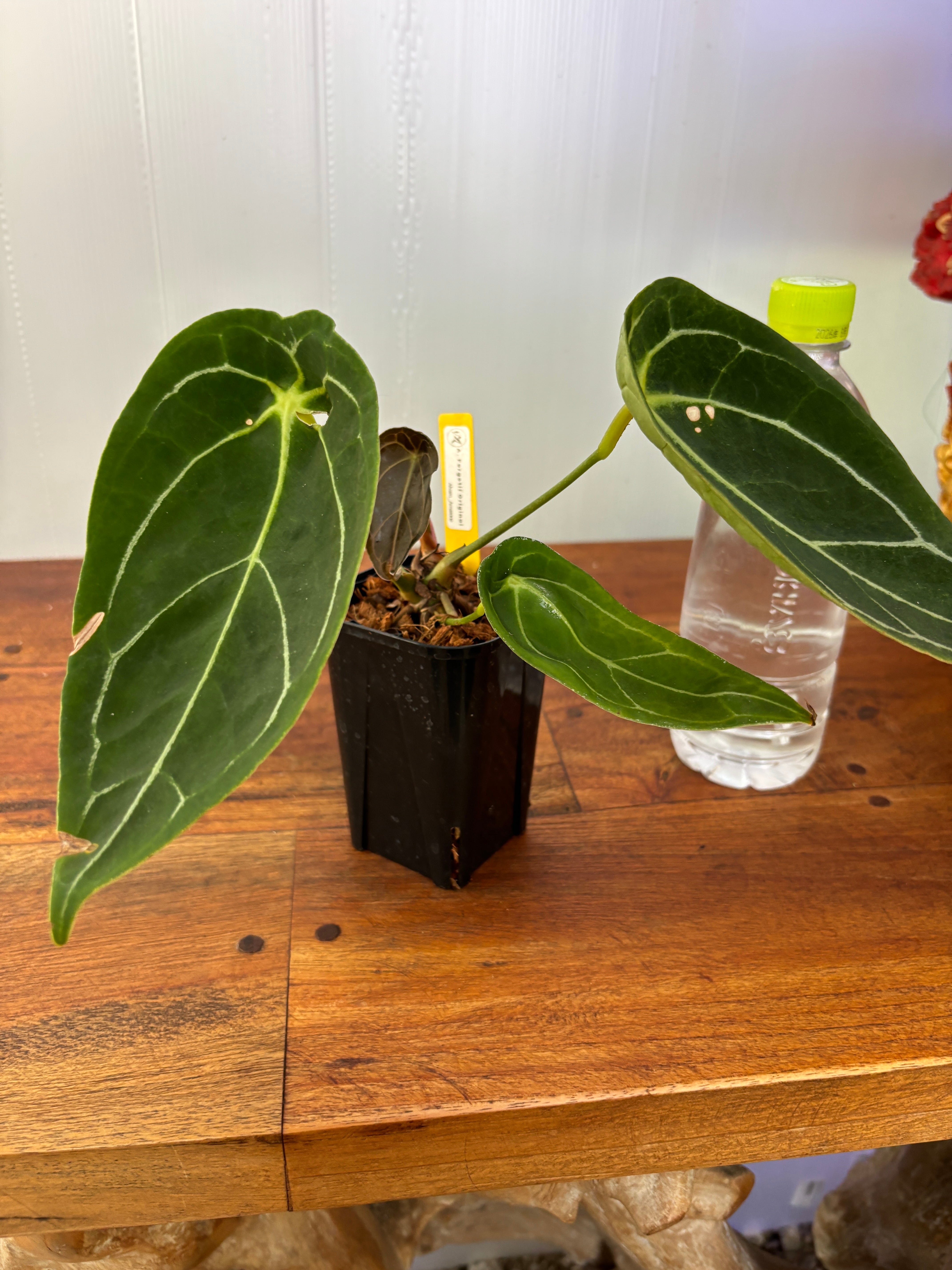 Anthurium | BALI-AN 園芸