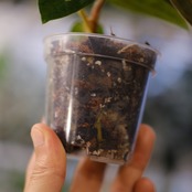 Anthurium Papillilaminum Guna Yala x Forgetii Dark│観葉植物