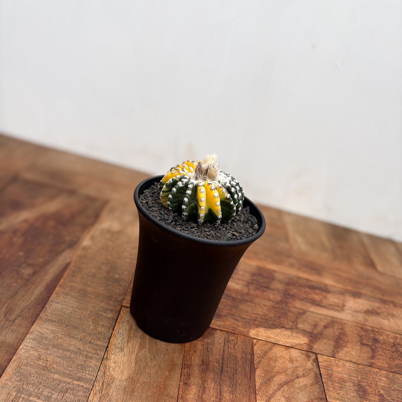 Discocactus horstii variegata【ディスコカクタス・ホルスティ錦】