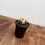 Discocactus horstii variegata【ディスコカクタス・ホルスティ錦】