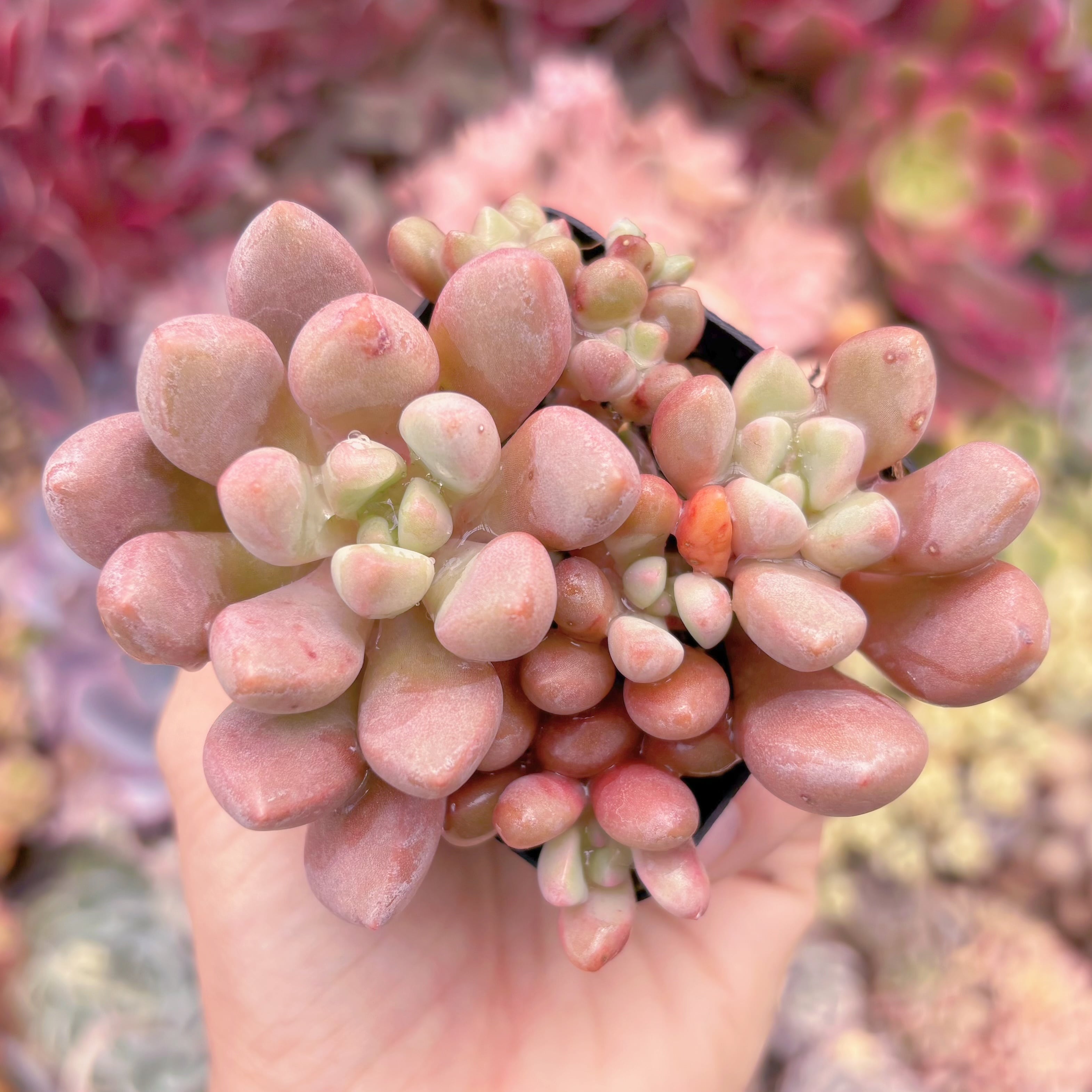 現品　ルビードナx紅トンボ #676　群生　るる農園