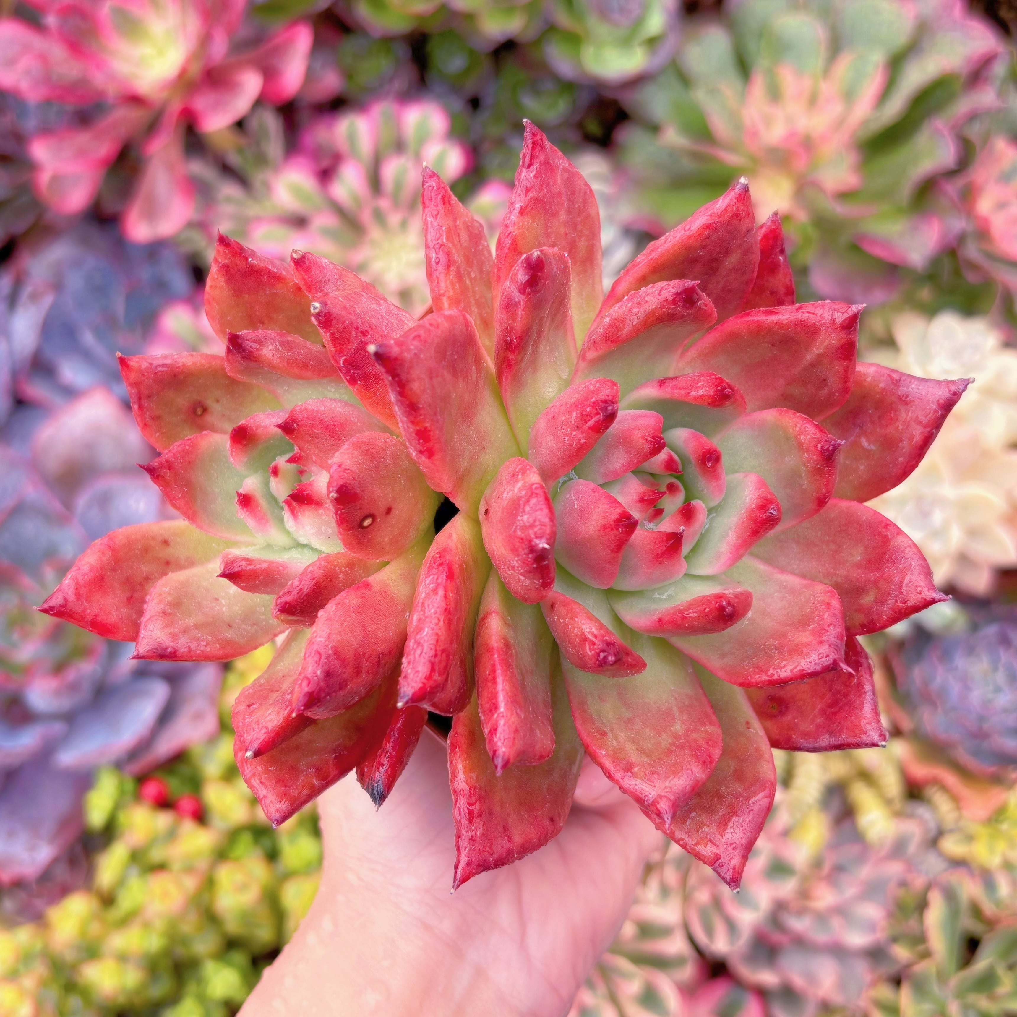 現品　アメストロー#F046　群生　るる農園