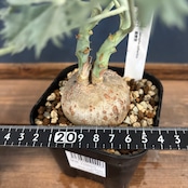 ヤトロファ ベルランディエリ(ニシキサンゴ)【783】