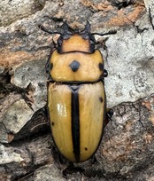 【WD】《オキピタリスノコギリ原名亜種 オーロラ産 42mm ペア》