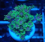 Goniopora FromNTB YellowFrag 2
