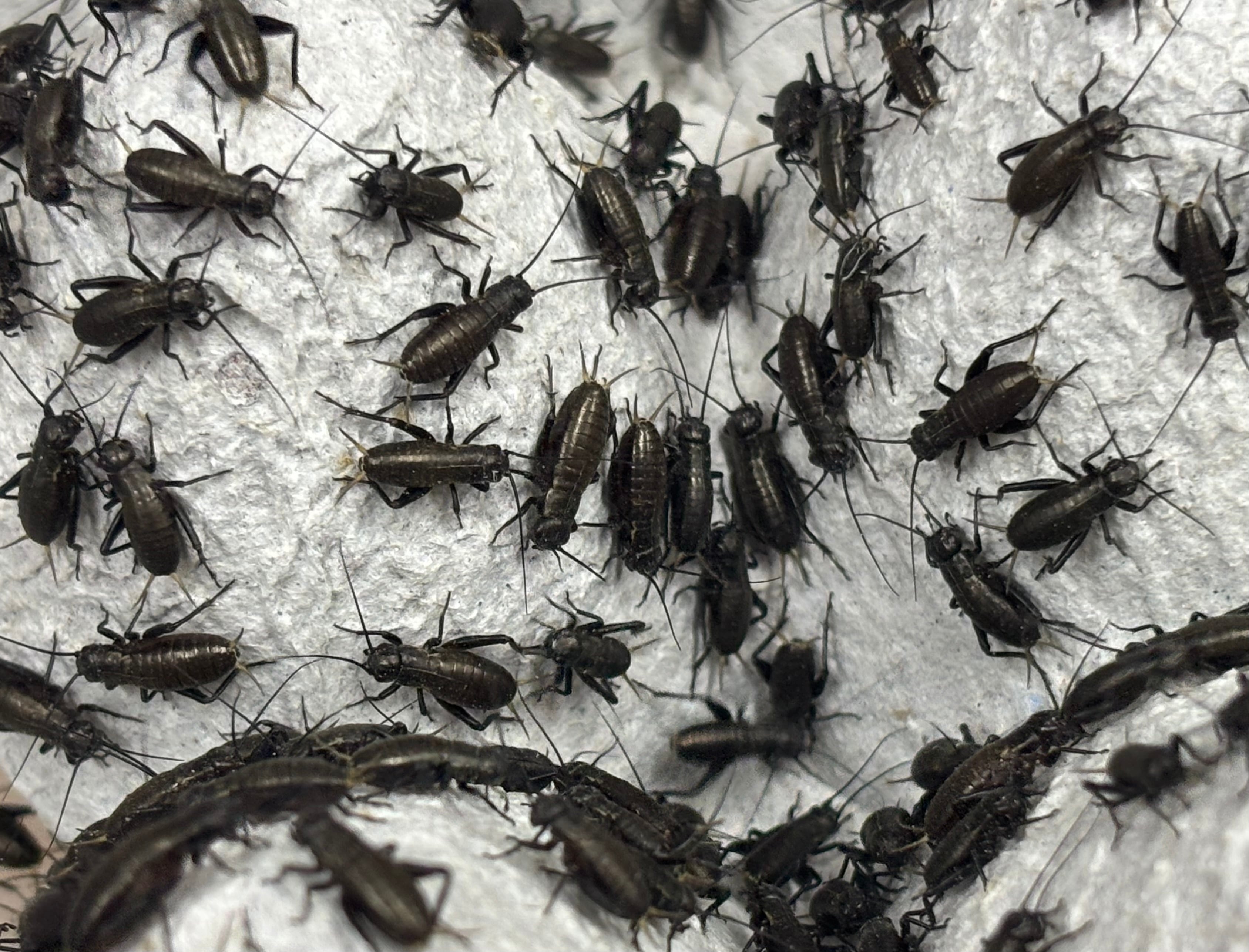 冷凍イエコML約2700匹1kg冷凍コオロギ | 餌用 コオロギ 通販【ころころ