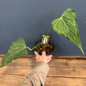 アンスリウム　デルタフォース【786】