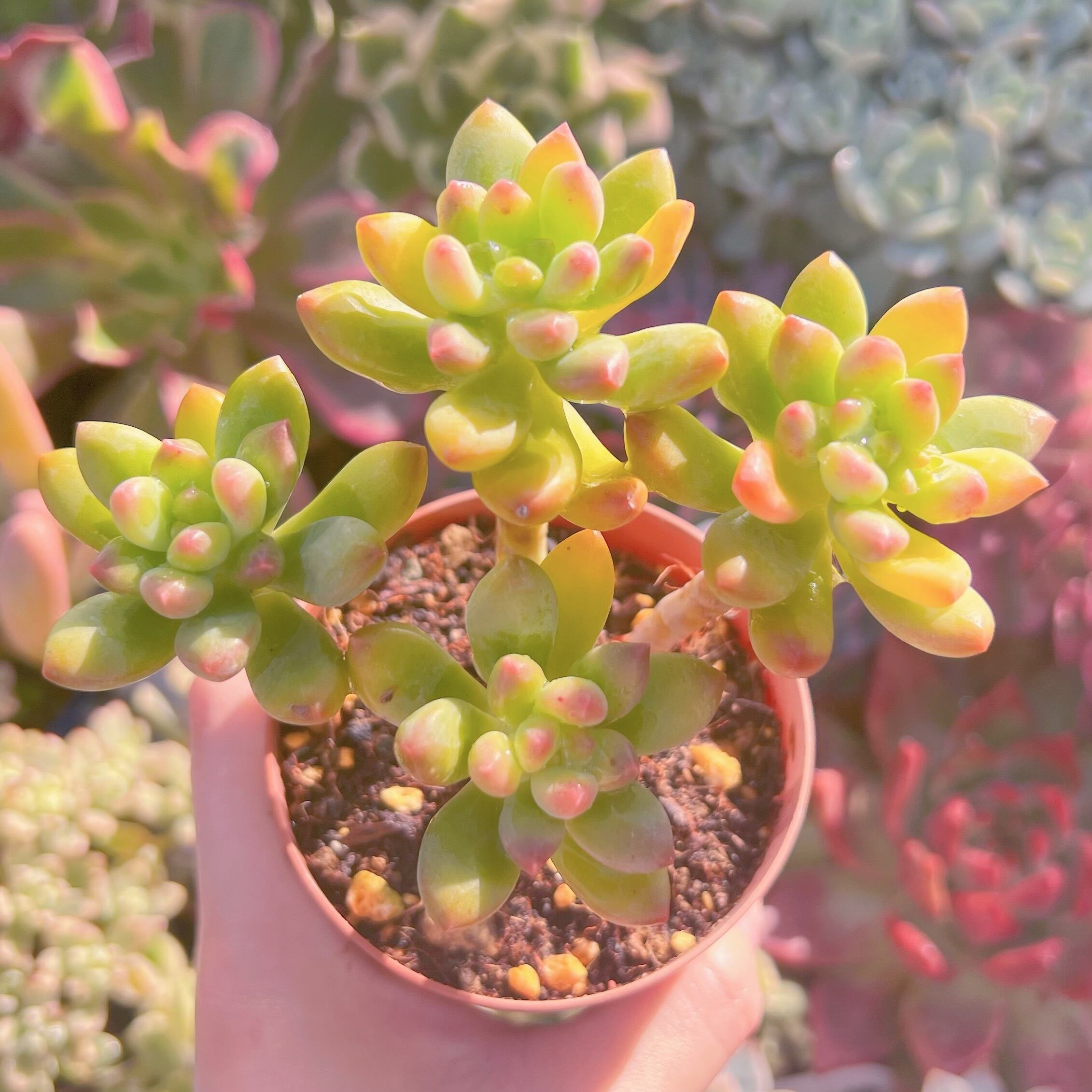 現品　春萌#A29    古株   るる農園