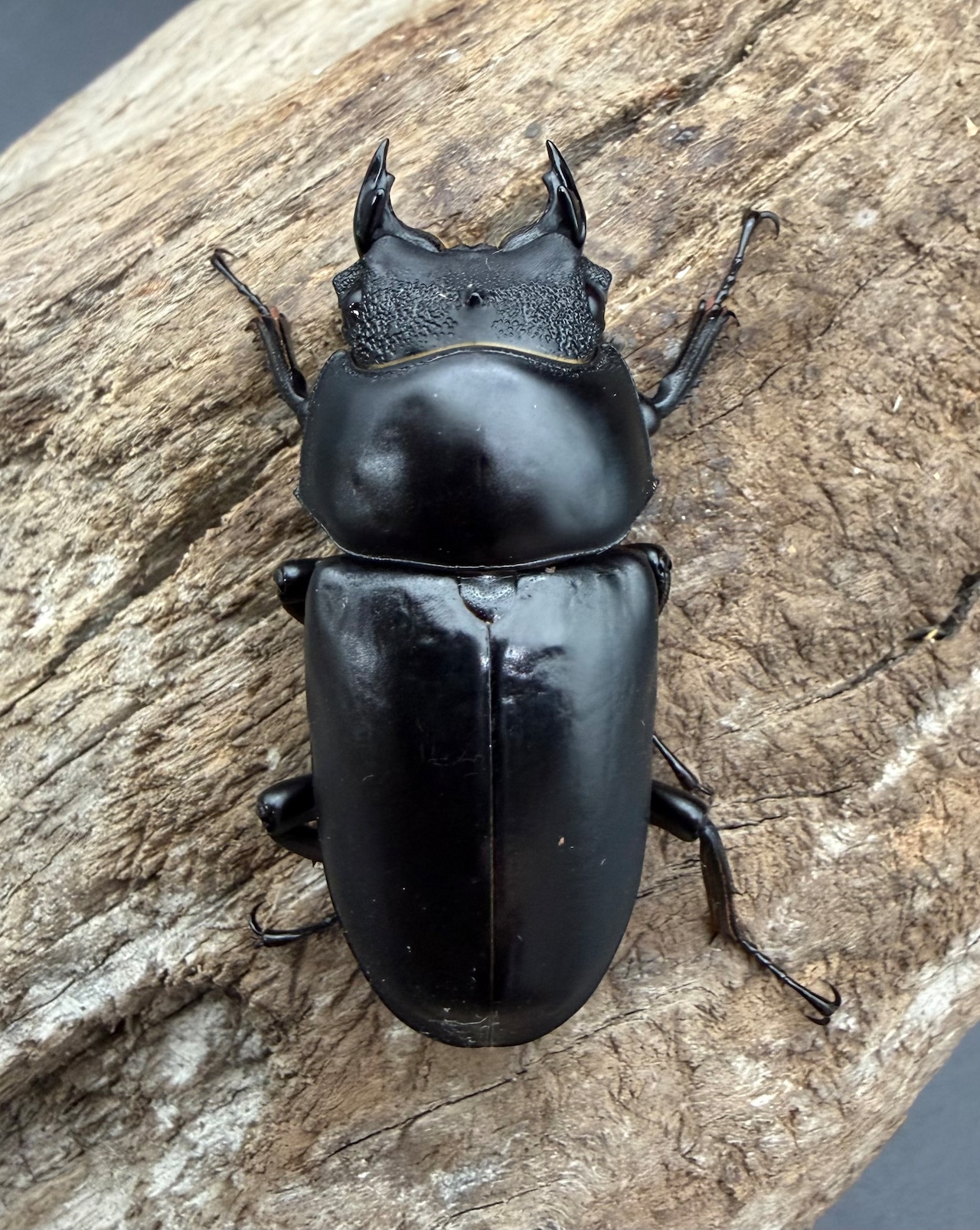 【WD】《ネパレンシス ssp. メトク産 68mm ♂♀♀トリオ》