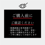 ポトスタワー 7号