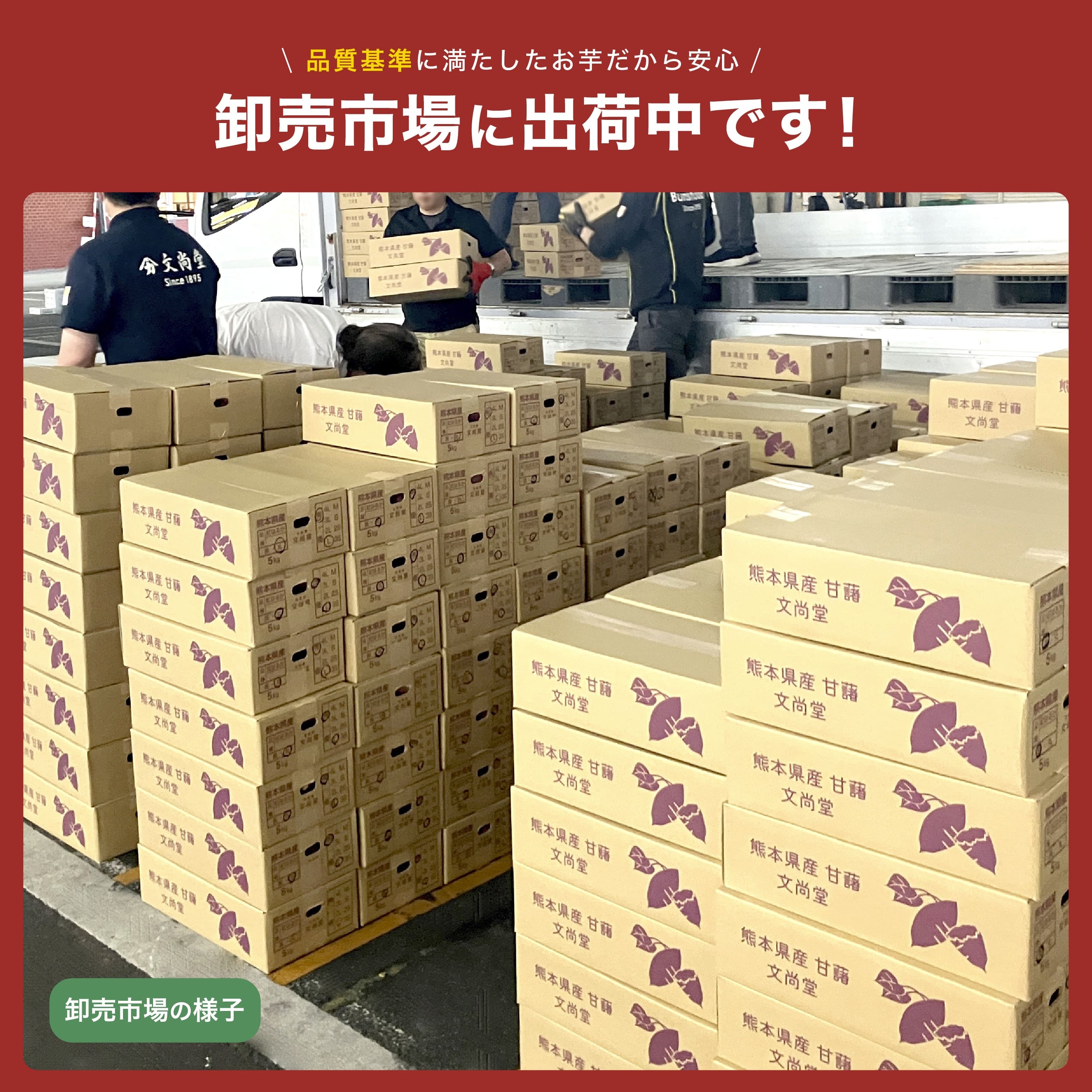 訳あり】紅はるか 熟成生芋5kg 熊本県産 さつまいも サイズ混合 土付き