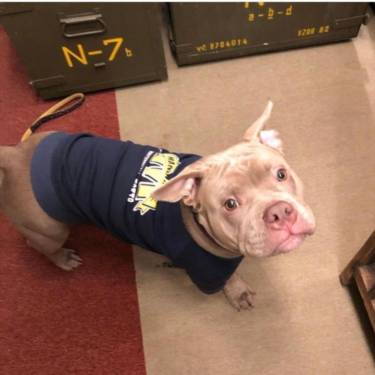 DOG WEAR　カレッジロゴスウェット  　XLBサイズ　全2色