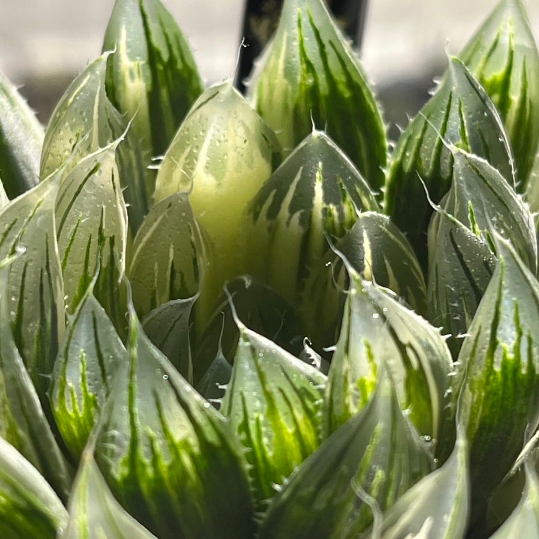 ハオルチア 花胡蝶 オブツーサ錦 | mocono_plants