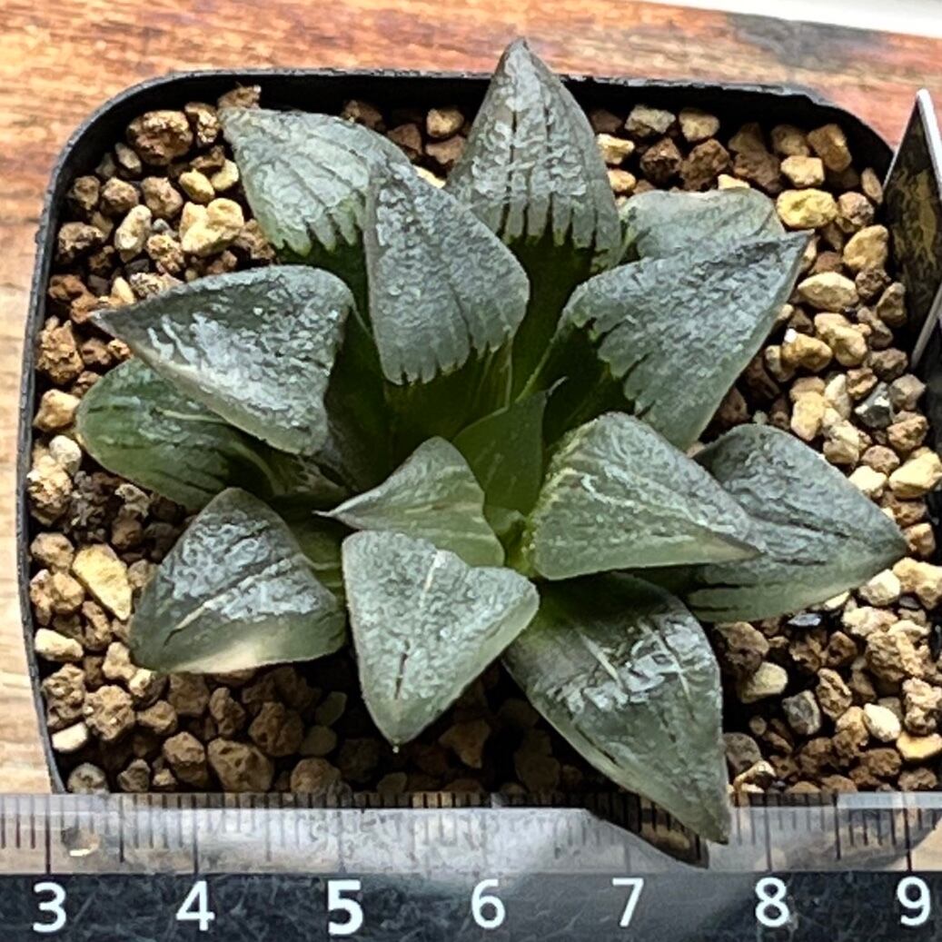 多肉植物 ハオルチア 紅紋寿錦 極上斑 大株 10cm 鉢そのまま発送