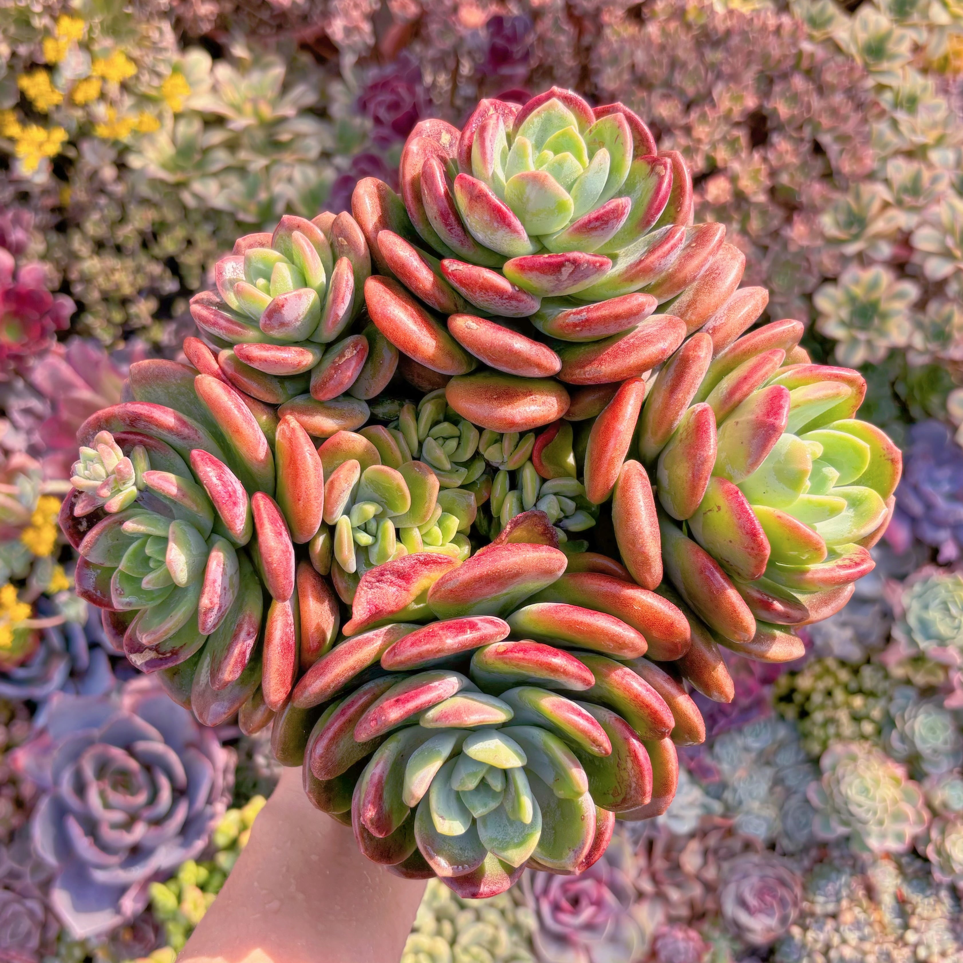 現品　ラサノカール#261　特大群生　新入荷　るる農園