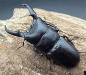 【WF1】《本土ヒラタクワガタ 京都産 57.5mm ペア》
