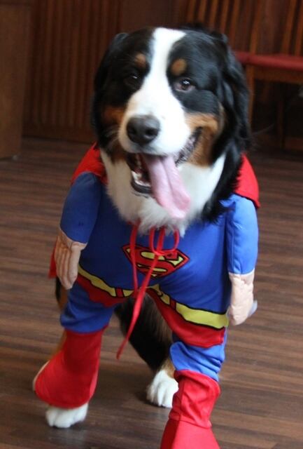 スーパーマン dog コスチュームXL | エリン舎の大型犬用品販売サイト ...