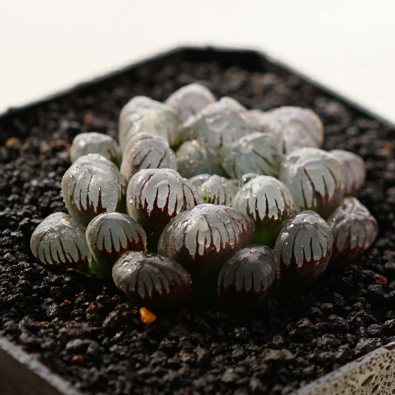 カット苗 ドドソン紫オブツーサ Haworthia 'Dodson Purple'