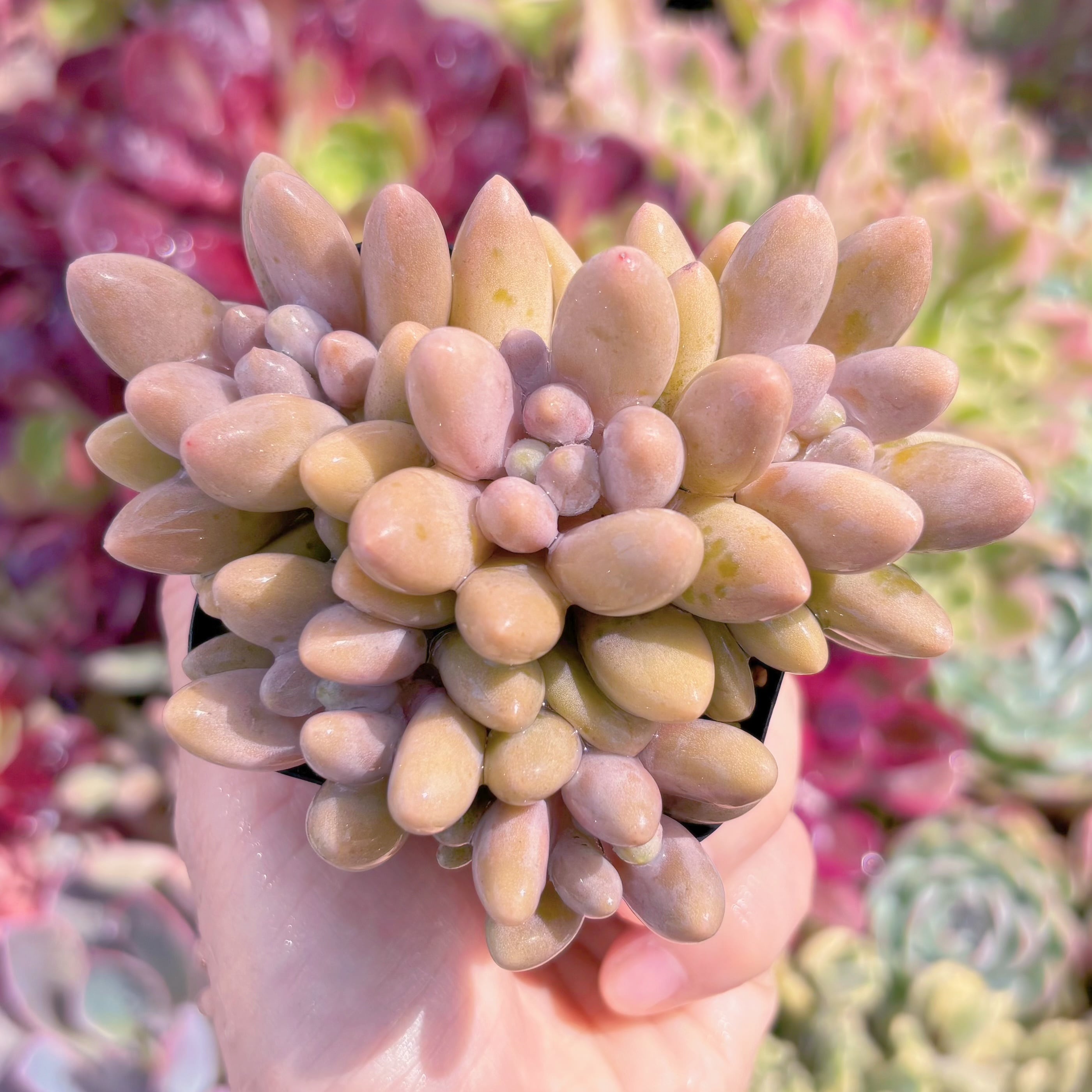 現品　タマゴチーズ#F048　るる農園