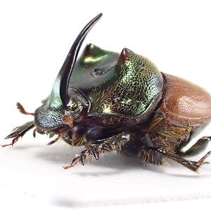 タンザニア産 Proagoderus sp. ♂♀ 9mm/9mm