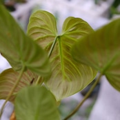 フィロデンドロン エルチョコレッド / Philodendron "El Choco Red"⑭ / 観葉植物<育て方・花言葉>