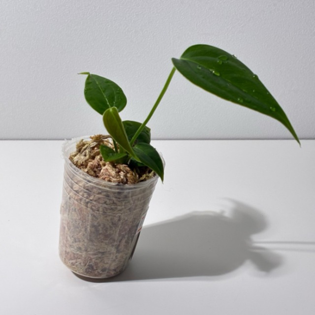 アンスリウム　ベイチー　Anthurium veitchii