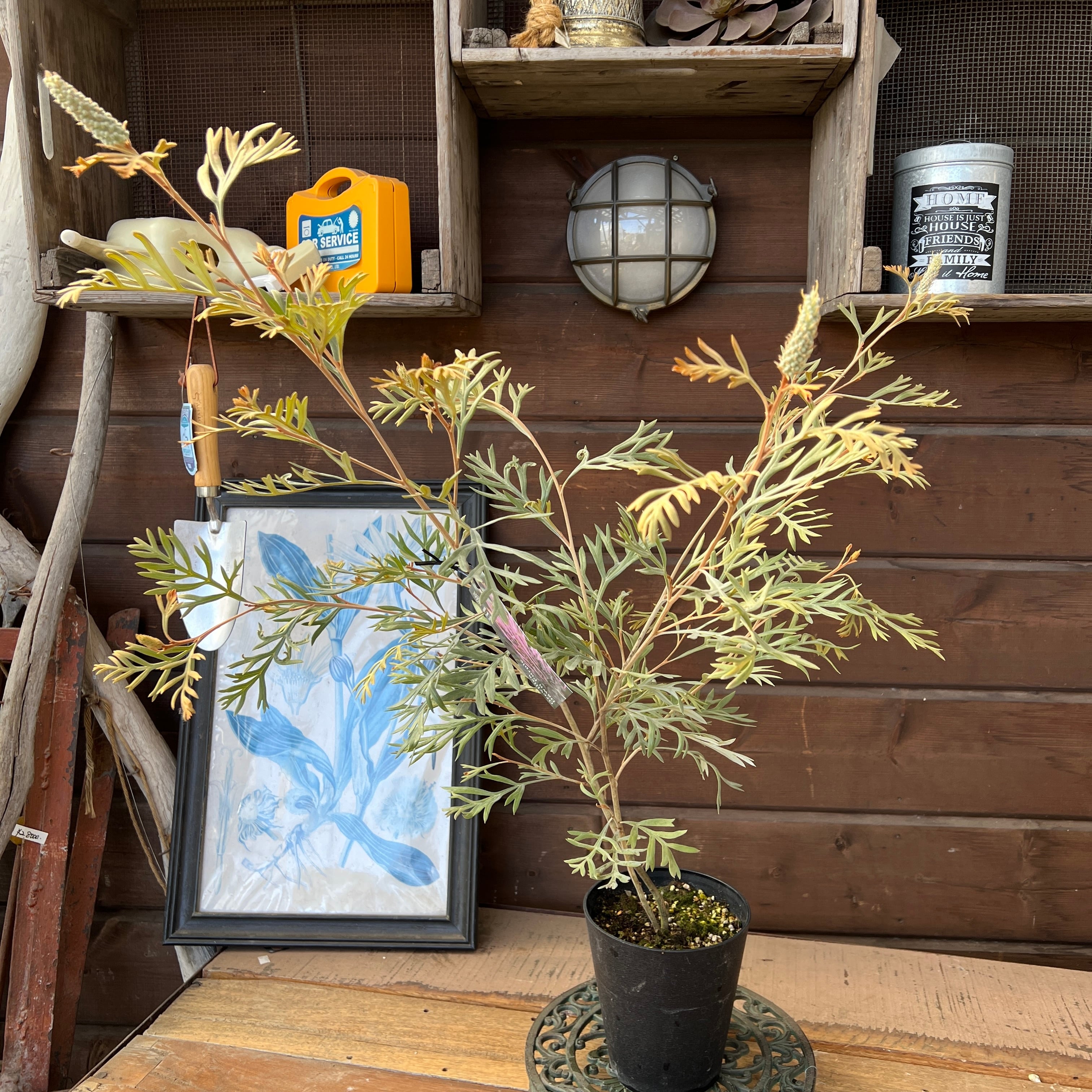 グレビレア ドーンパープル② | 沼ノ上農園