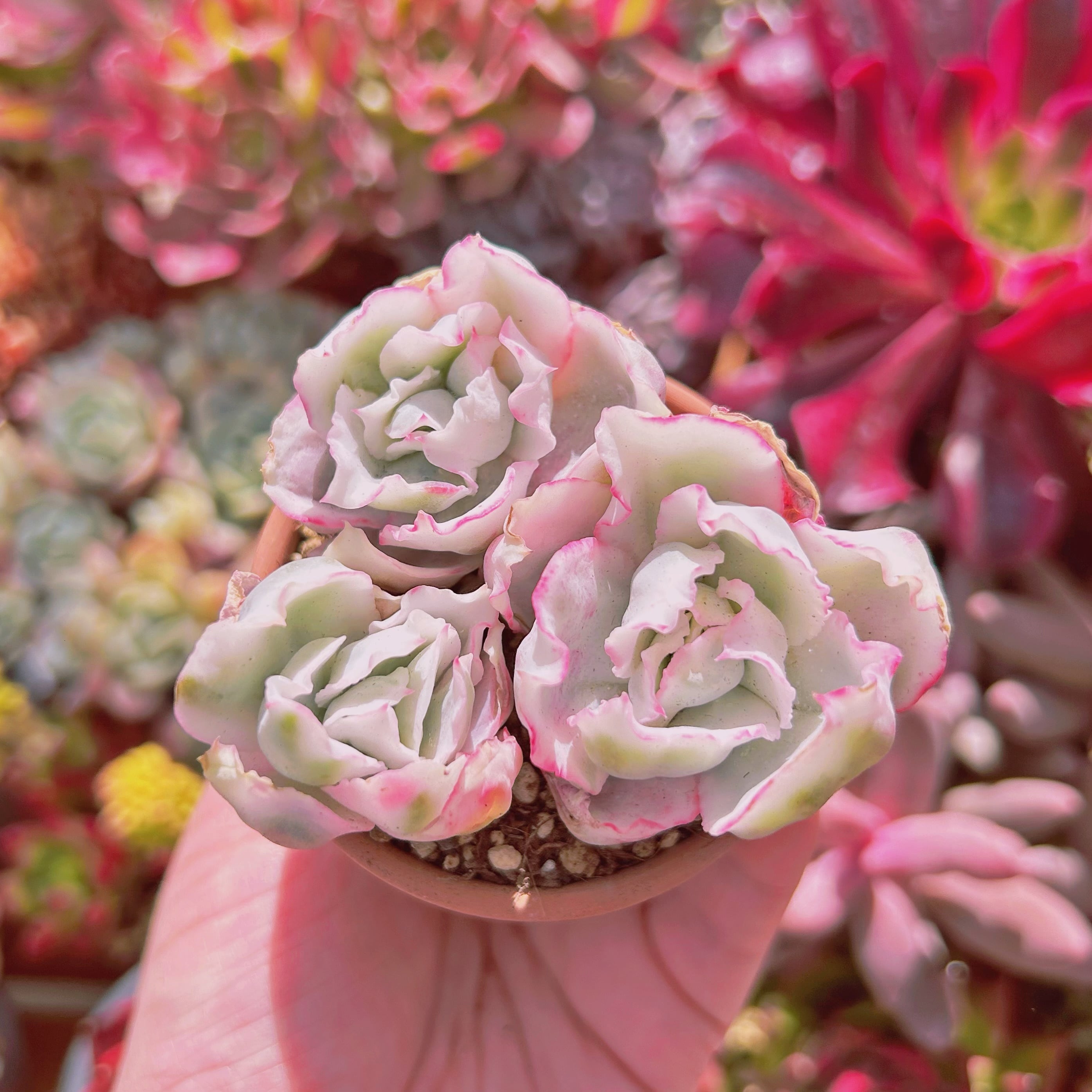 多肉植物　flying cloud錦　3頭以上