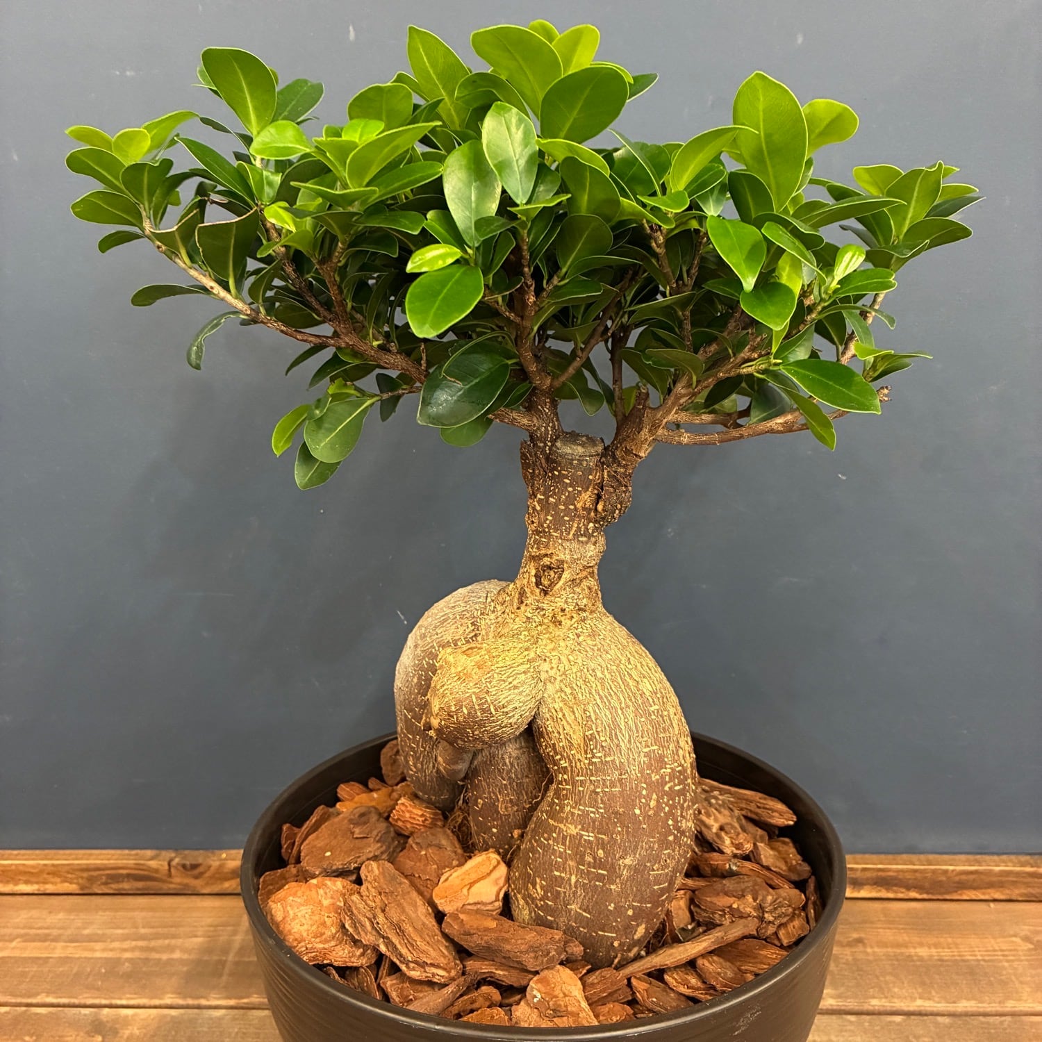 観葉植物 | PROTOLEAF プロトリーフ