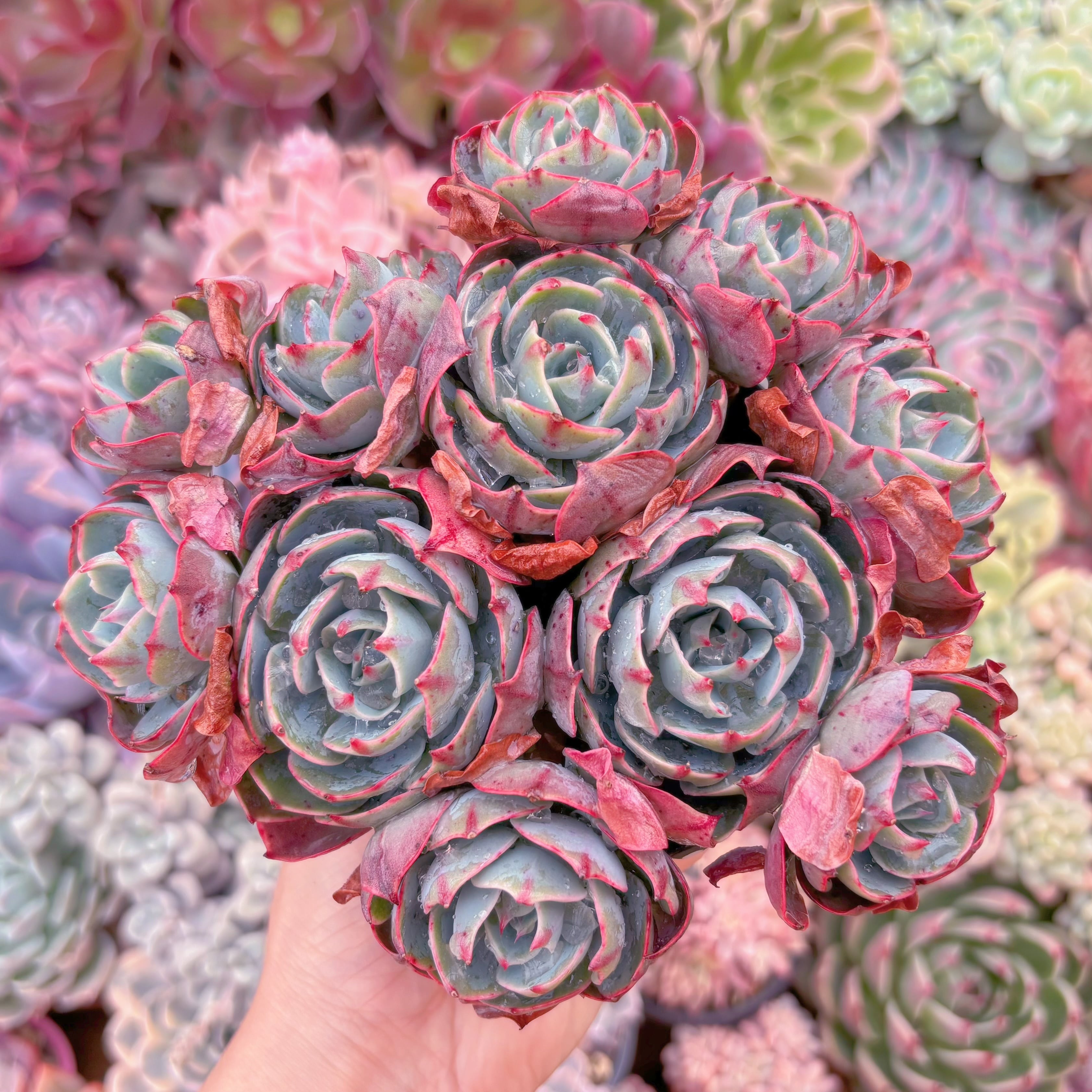 現品　アミスター#781　群生　るる農園