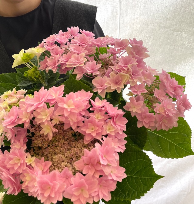 5/3~6日到着便//thanks flower//紫陽花ピンク for Mother's Day